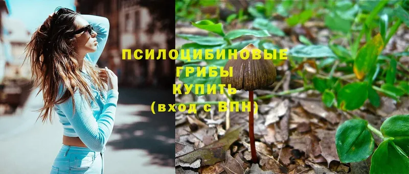 дарк нет официальный сайт  Джанкой  Галлюциногенные грибы Psilocybe 